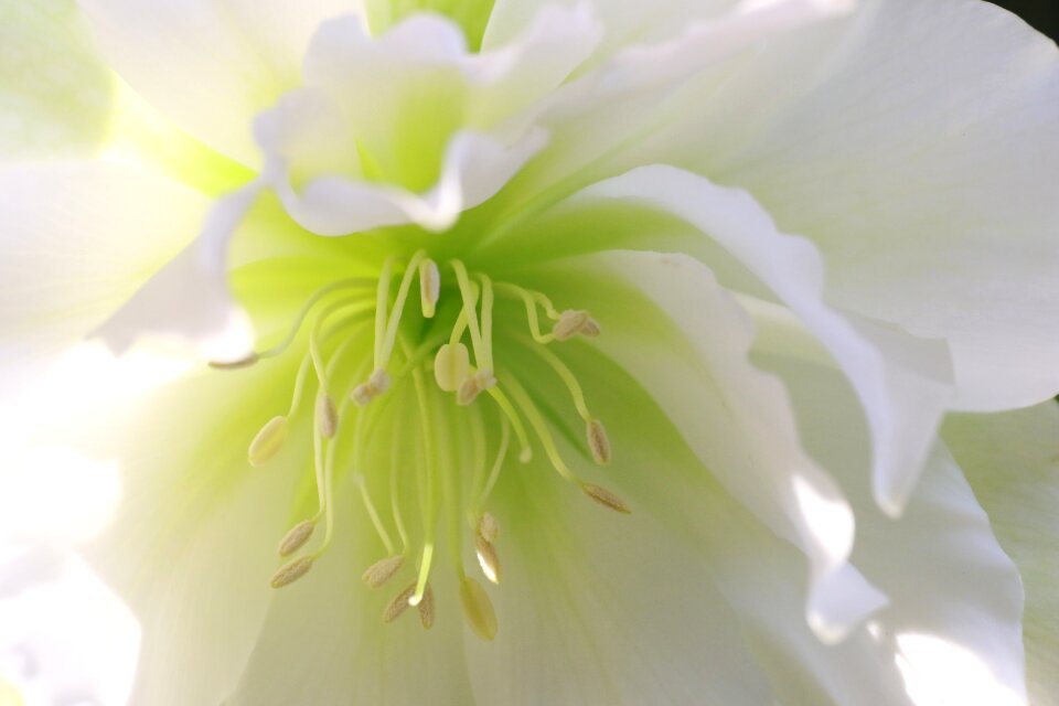 Flower garden nature dahlia