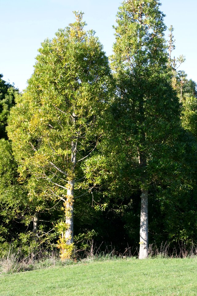 Conifer rapid growth forestry