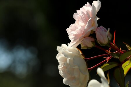 Flowers garden nature