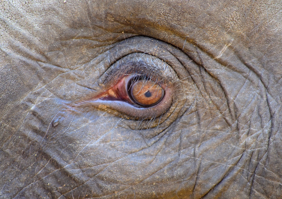 Sad animal sad elephant pain photo