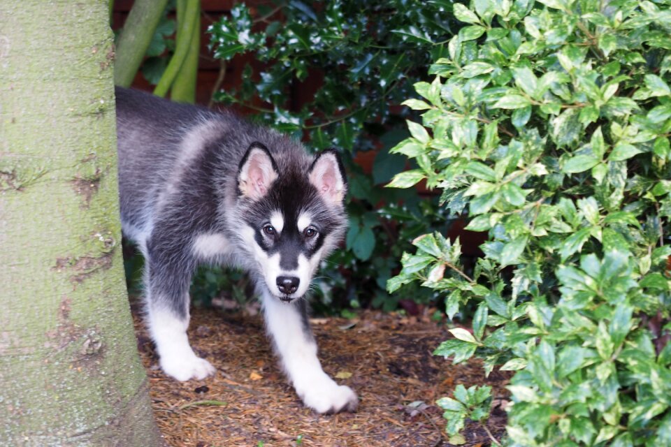 Malamute dog puppy