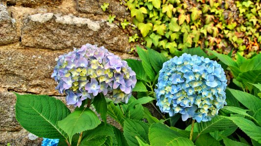 Brittany blue petals purple petals photo