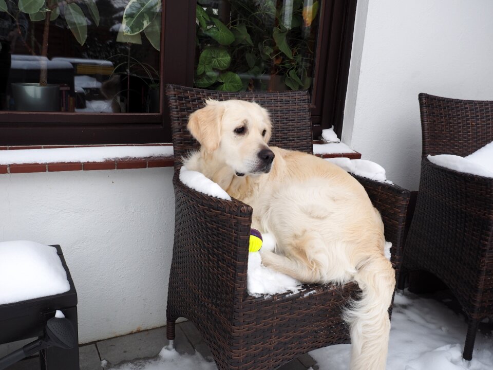 Dog snow ginger of golden heathland