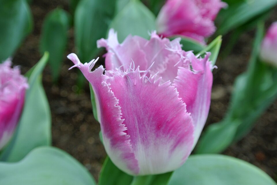 Petal garden purple flower