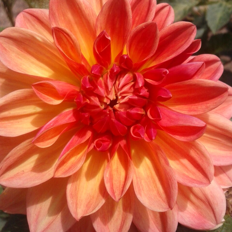 Orange flower
