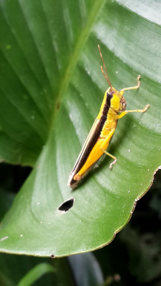 Jungle yellow black
