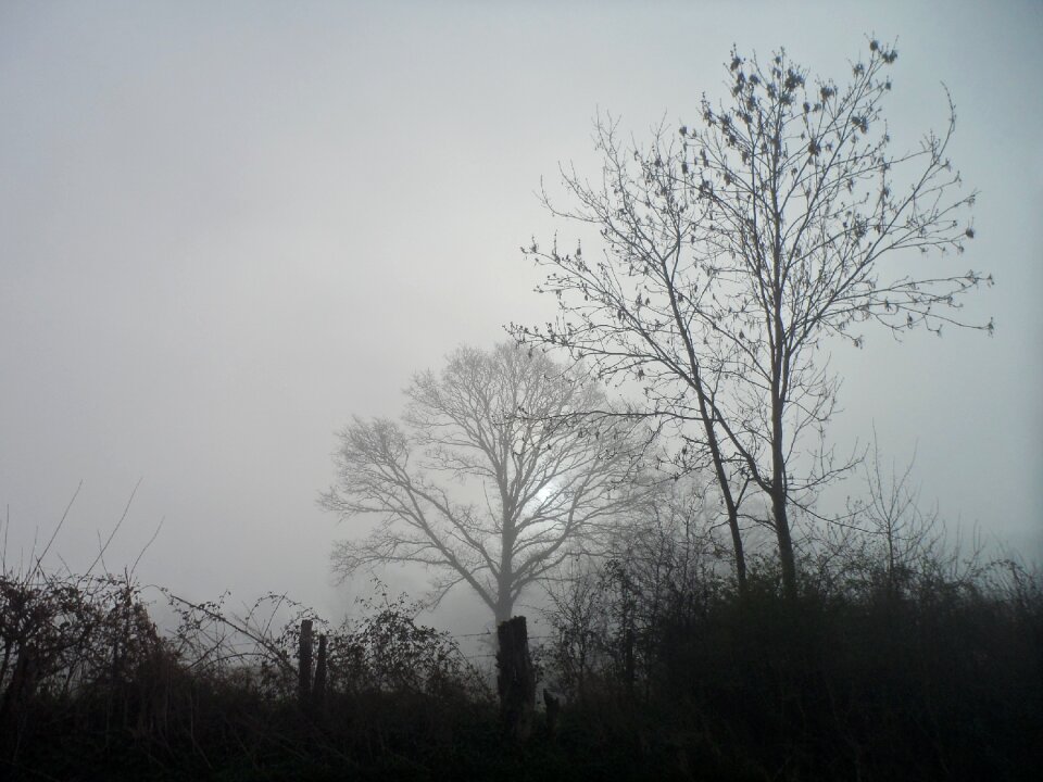 Wood the nature morning