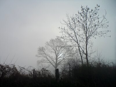 Wood the nature morning