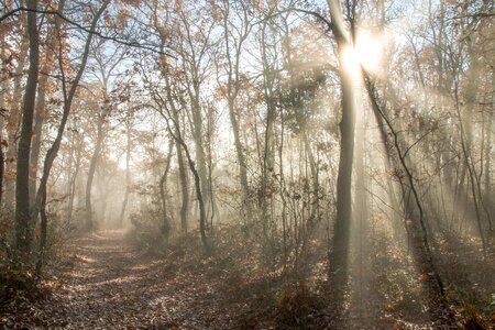 Ray of light nature backlight photo