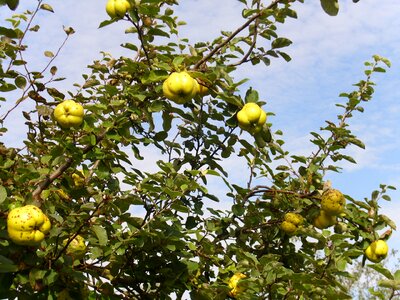 Yellow quince fruit