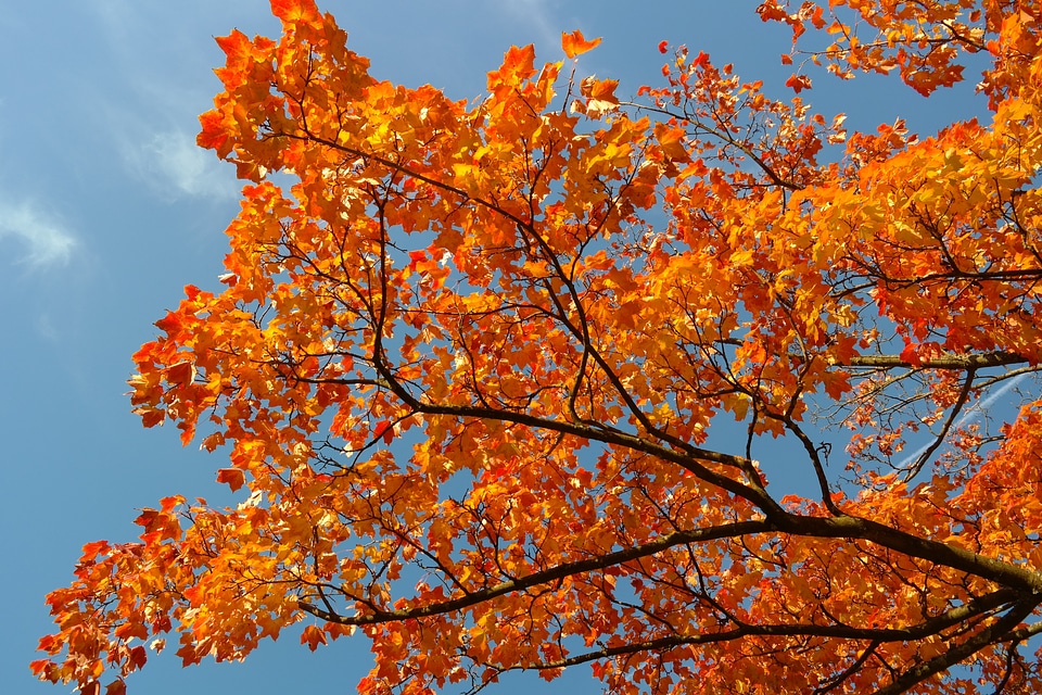 Leaves fall color branch photo