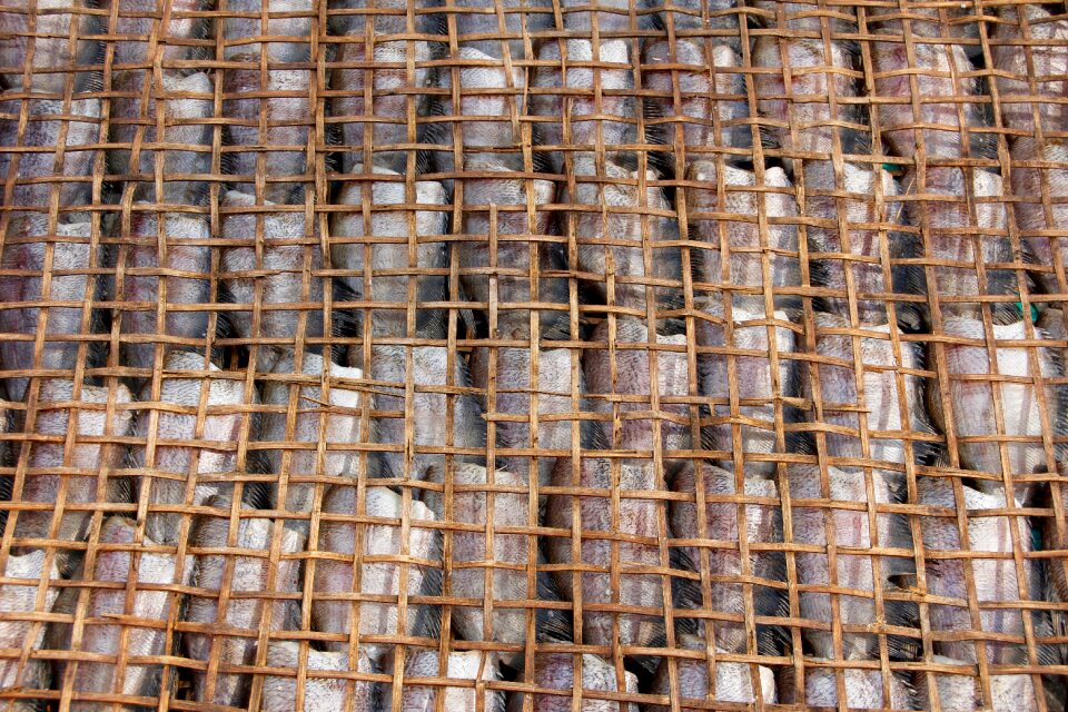 Dried fish fresh sea