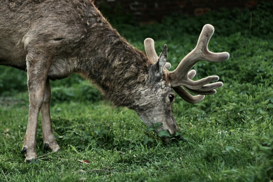 Deer nature animal
