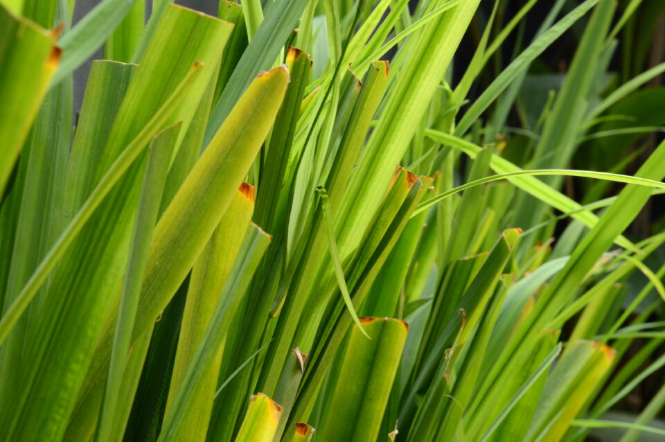 Plant green grass landscape