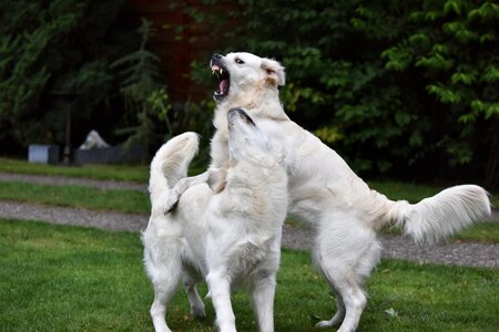 Golden retriever play ginger and grace