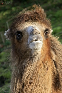Camel desert ship zoo