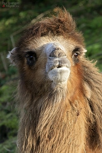 Camel desert ship zoo photo