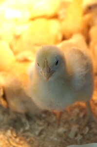 Chick animal chicken photo