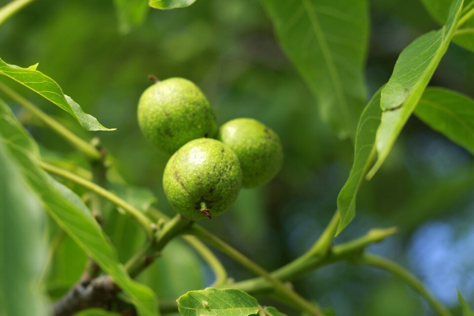Green fruit close