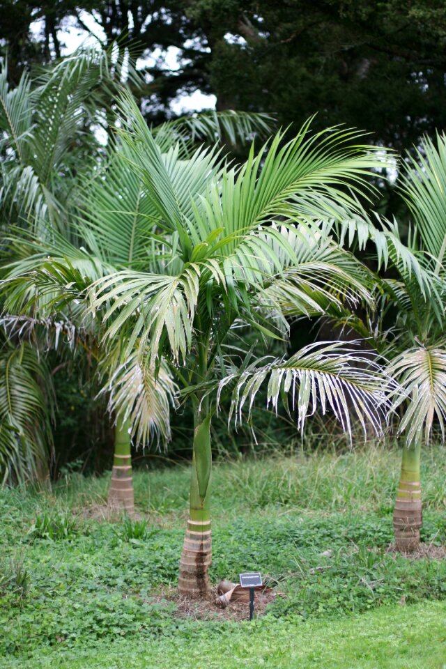 Botanical garden park culture