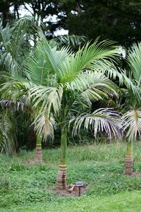 Botanical garden park culture