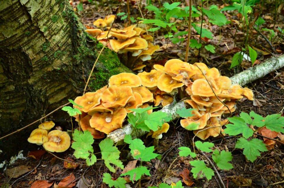 Fungus forest