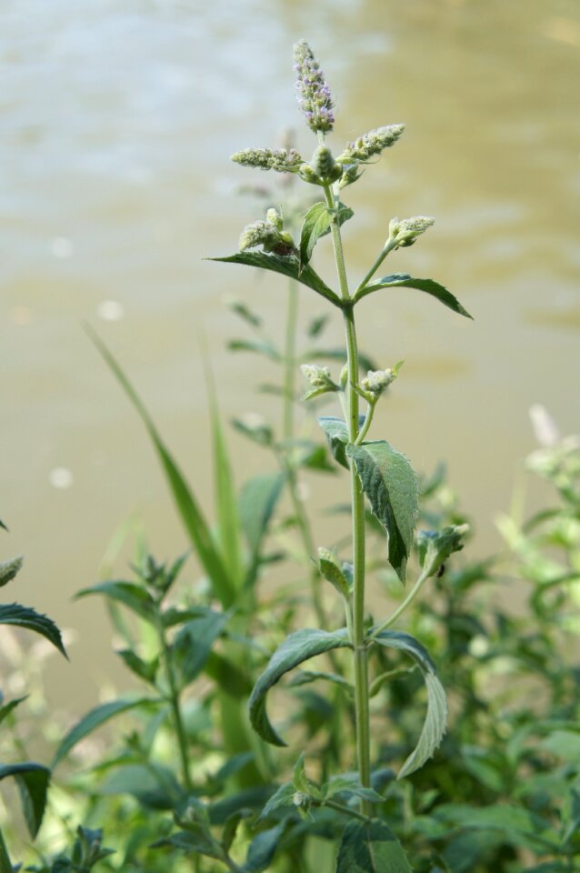 Green nature the water