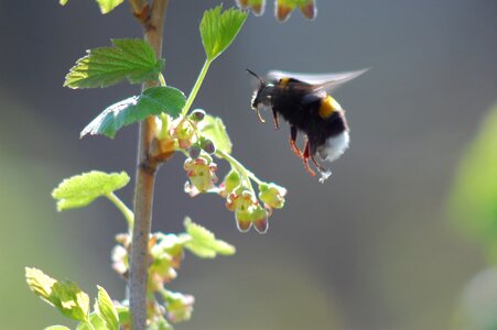 Flight soars flies