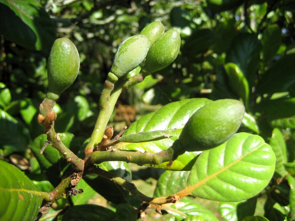 Taraire beilschmiedia tarairi taraire lauraceae