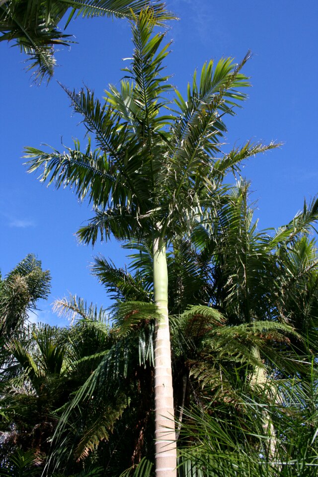 Archontophoenix alexandrae culture park