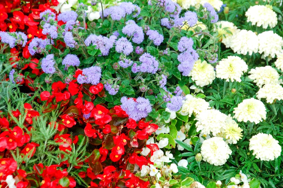 Color chamomile jewelry