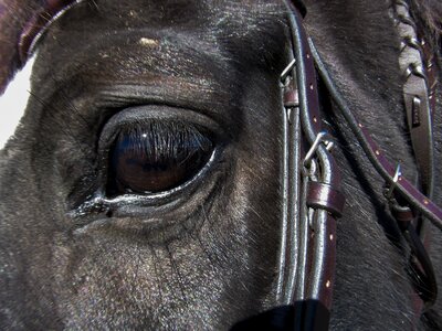 Horse head ranch elegance photo