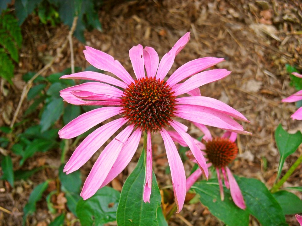 Autumn pink flower flower bud