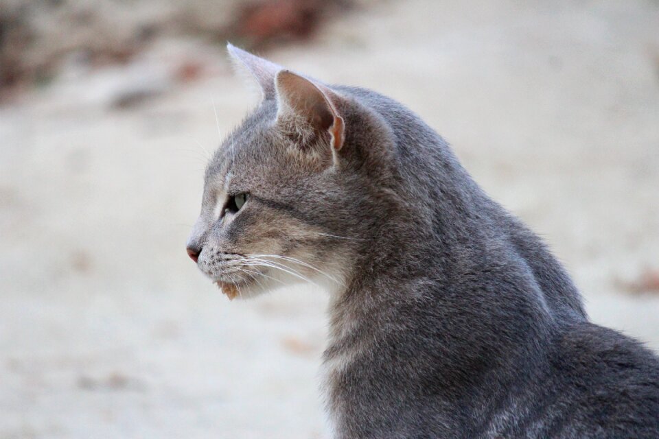 Cat gray animal