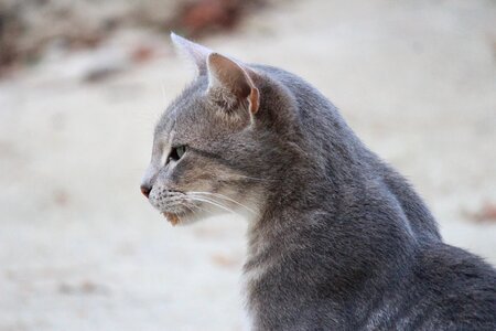 Cat gray animal photo