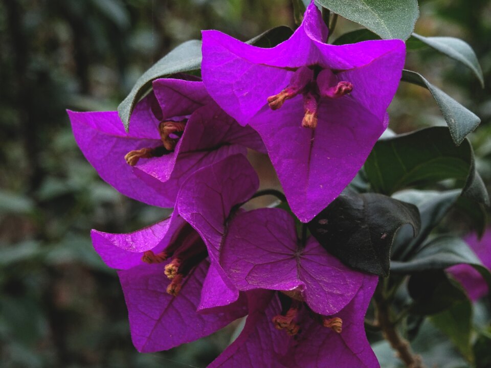 Bougainvillea plant nature