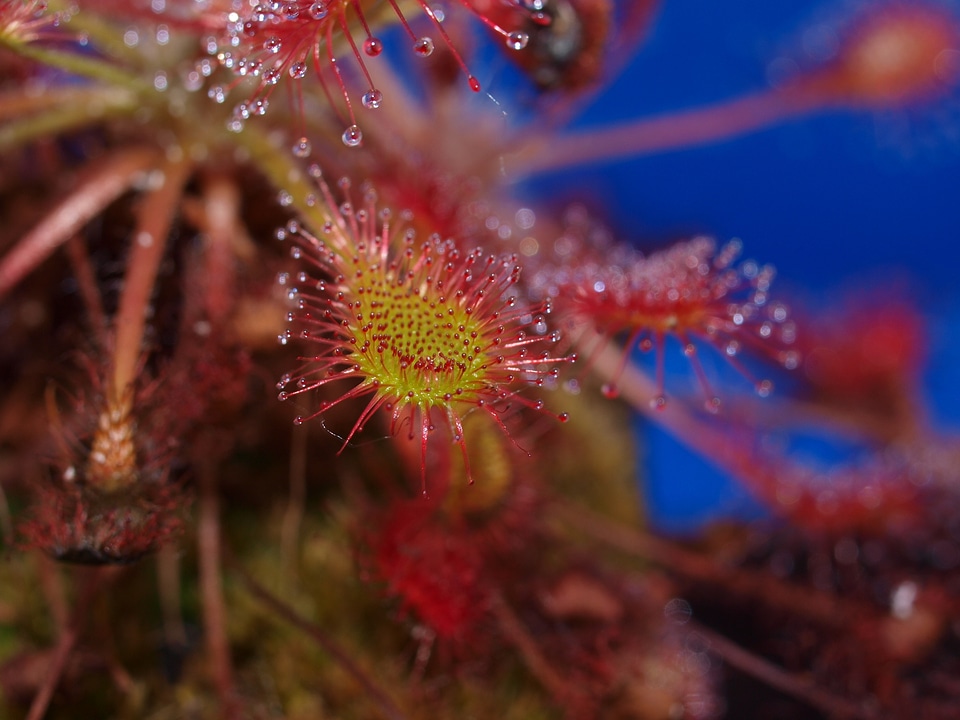Medium sundew drosera intermedia drosera