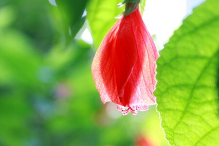 Flower garden nature chembarathi flowers