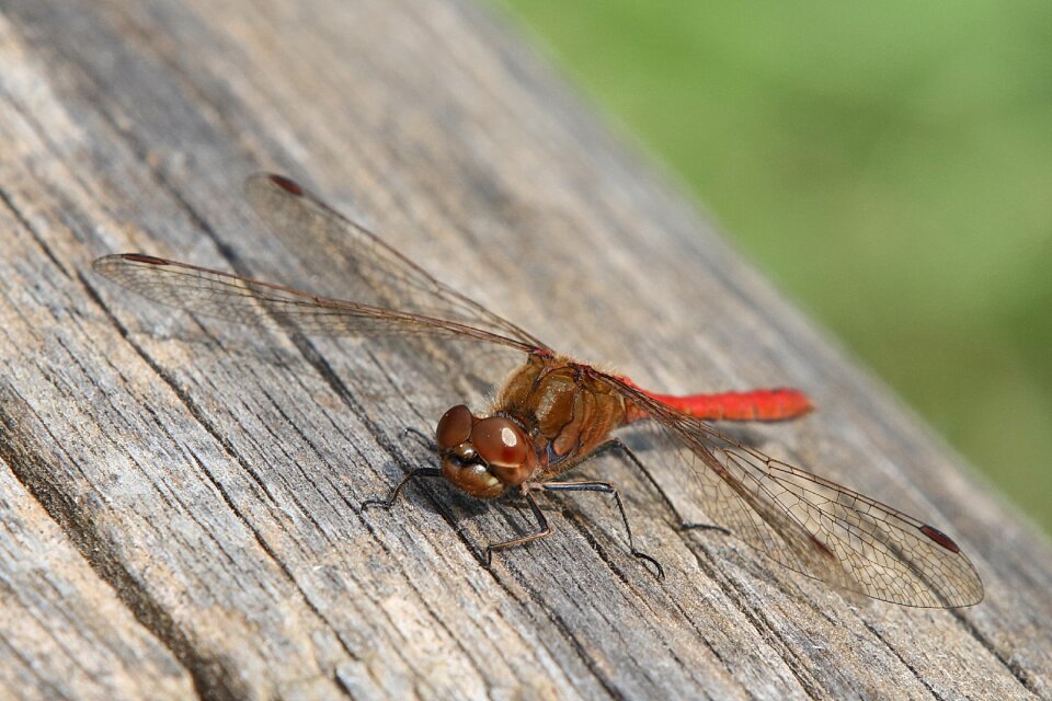 Nature insect predator