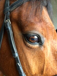 Horse thoroughbred eyes photo