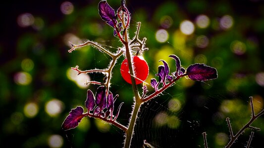 Tomato plant cultivation tomato breeding