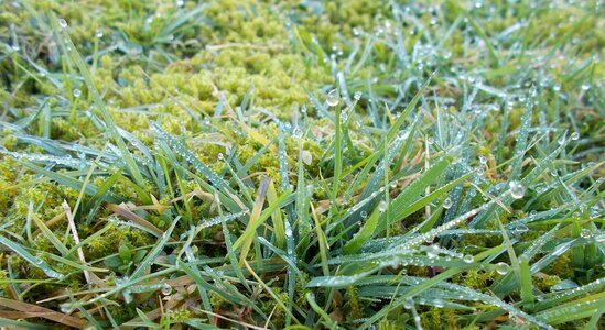 Meadow nature close up
