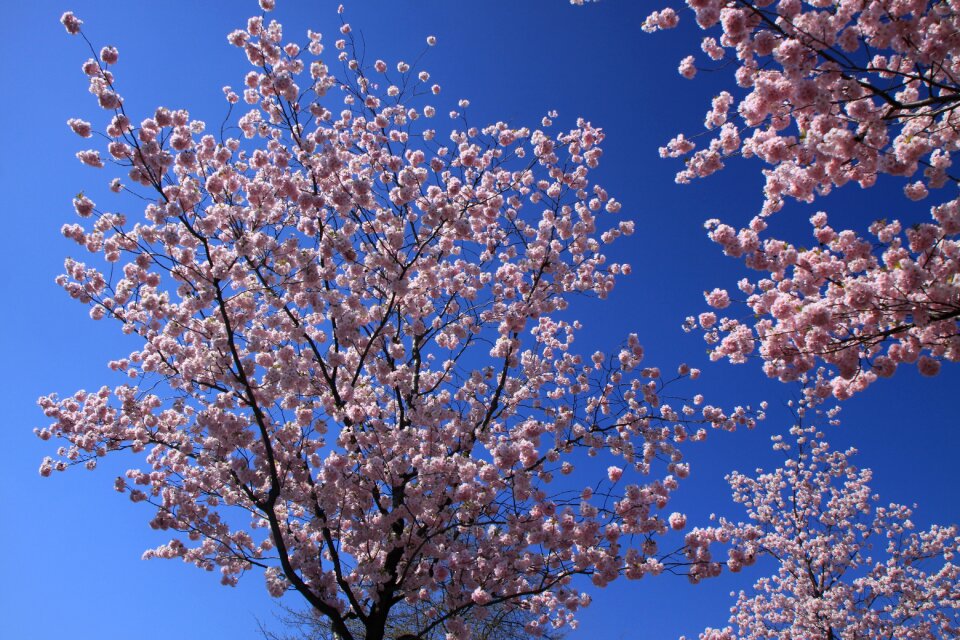 Tree rosa spring