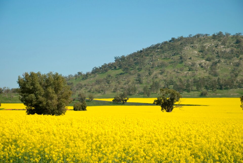 Spring yellow smells