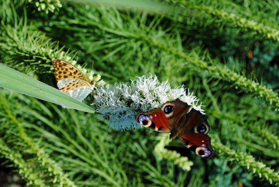 Butterfly insect spring