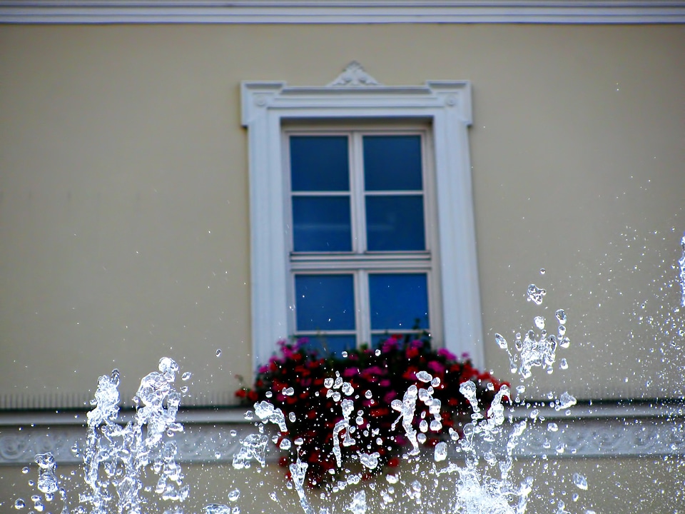 Flower flowers water