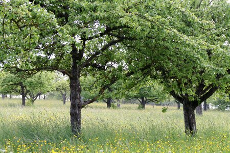 Nature landscape germany