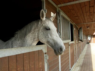 Farm eyes head photo