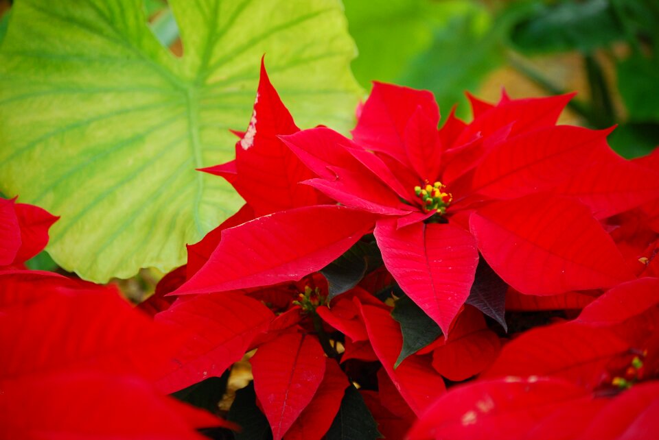 Bloom bright leaves