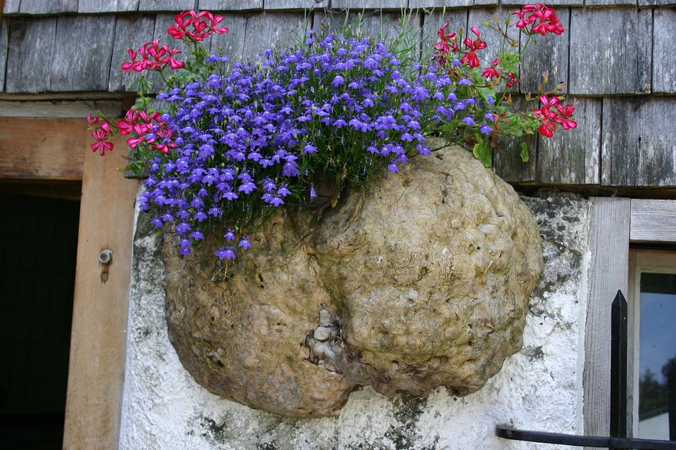Mushroom dry rot flowers